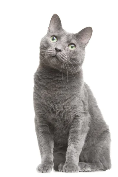 Russian blue cat with green eyes sitting on isolated white — Stock Photo, Image