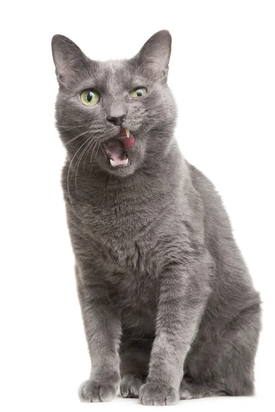 Licking russian blue cat on isolated white — Stock Photo, Image
