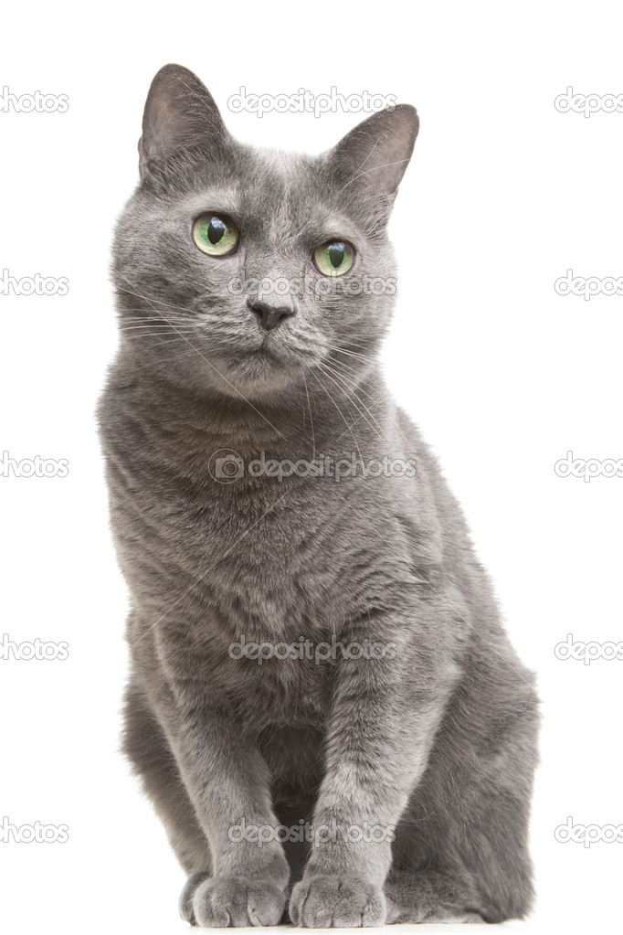 Russian Blue Cat With Green Eyes Sitting On Isolated White Stock