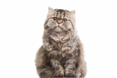 izole beyaz beyaz oturan gri Farsça kedi yavrusu