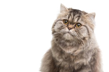 izole beyaz beyaz oturan gri Farsça kedi yavrusu