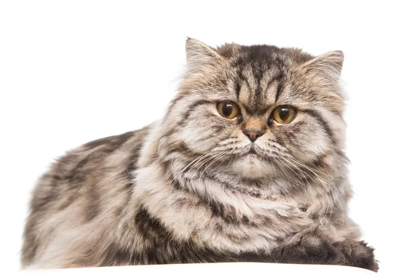 Gatito persa gris acostado sobre blanco aislado — Foto de Stock