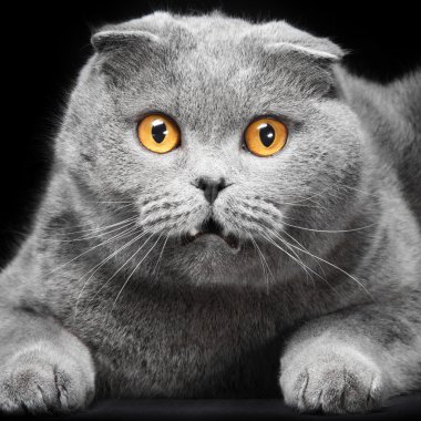siyah zemin üzerine mavi İskoç fold kedi