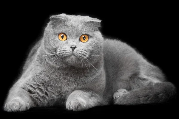 Blu scozzese piega gatto su sfondo nero — Foto Stock