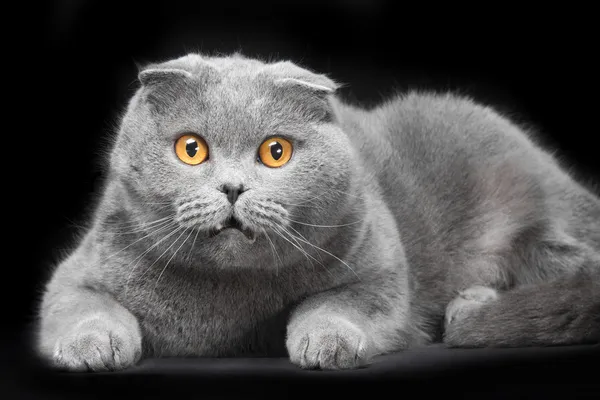 Blue scottish fold cat on black background — Stock Photo, Image