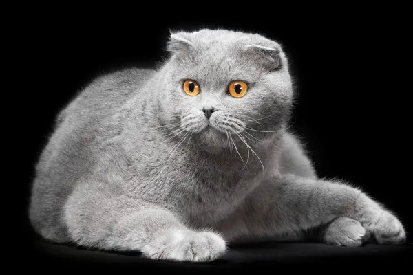 Blu scozzese piega gatto su sfondo nero — Foto Stock