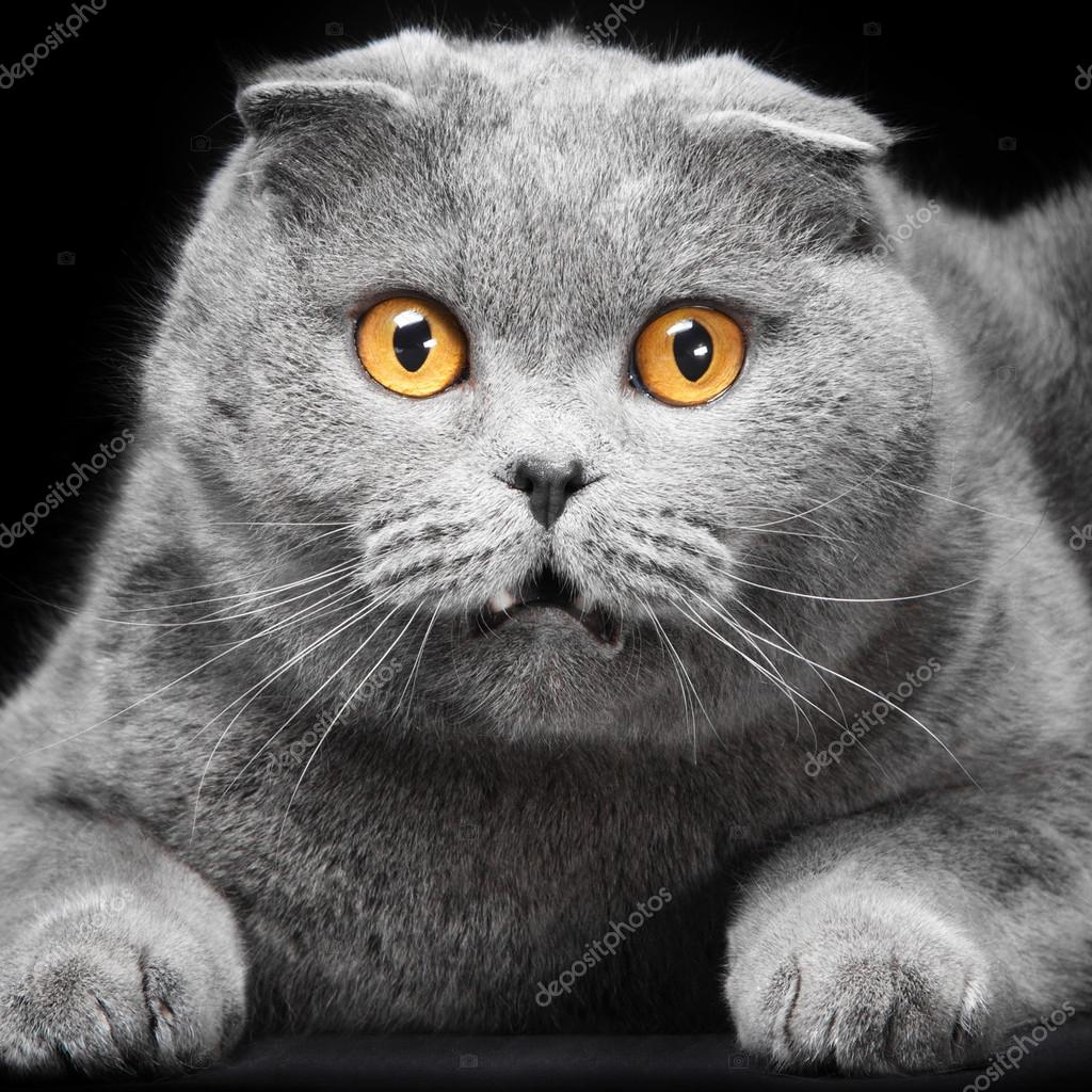 blue scottish fold cat on black background — Stock Photo © tanitue