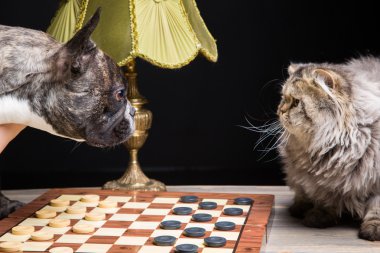 Fransız bulldogplaying dama ile Farsça kedi siyah