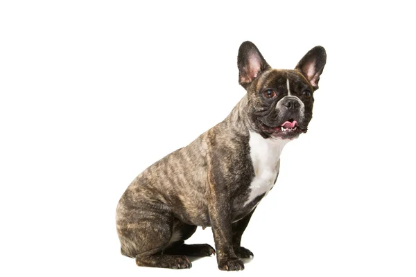 Smiling French bulldog of tiger color on isolated white — Stock Photo, Image