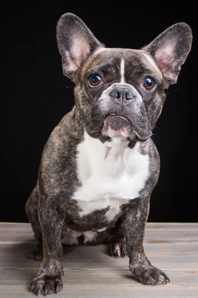 Bulldog francés triste de color tigre sobre negro — Foto de Stock