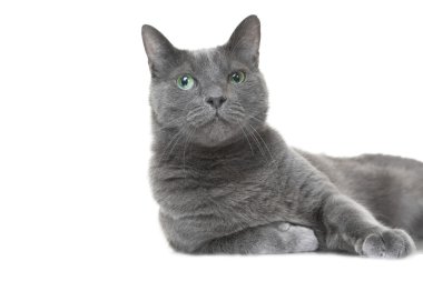 Rus mavi kedi izole beyaz yalan