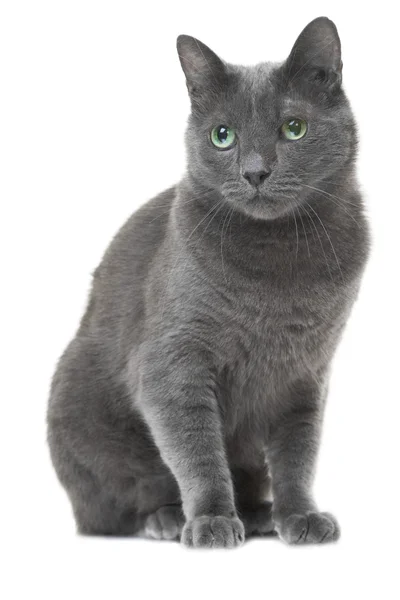 Русский синий кот сидит на изолированном белом фоне — стоковое фото