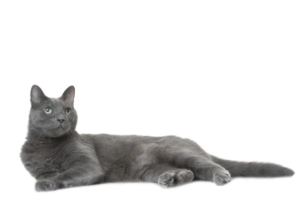 Русский синий кот лежит на изолированном белом — стоковое фото