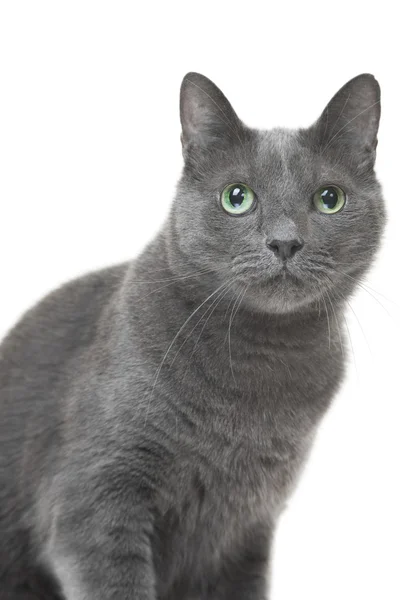 Russische blaue Katze sitzt auf isoliertem weißem Hintergrund — Stockfoto