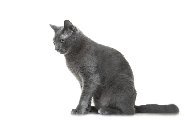 Gato azul ruso sentado sobre fondo blanco aislado — Foto de Stock