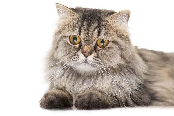 Jeune chat persan couché sur blanc isolé — Photo