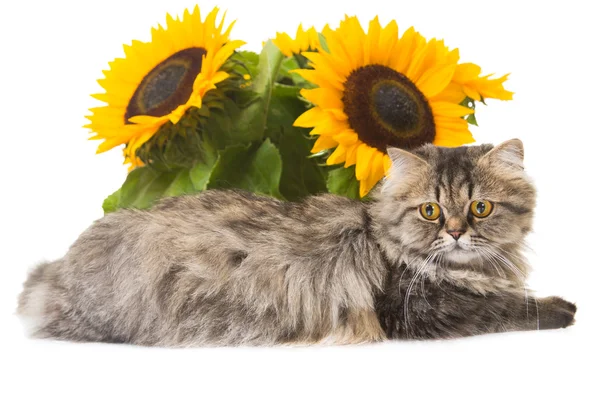 Gatto persiano sdraiato con girasoli — Foto Stock