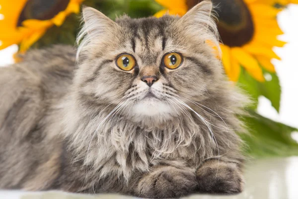 Gato persa acostado con girasoles — Foto de Stock