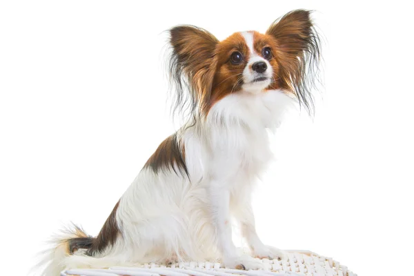 Papillon hund på isolerade vit — Stockfoto