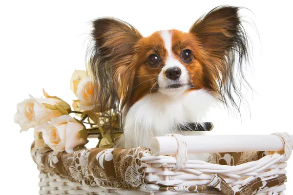 Papillon dog in basket with flowers on isolated white — Stock Photo, Image