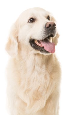 golden retriever köpek izole beyaz üzerinde oturan