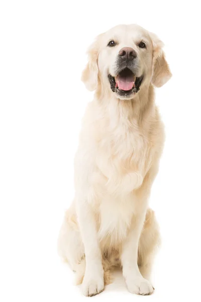 Golden Retriever Hund sitzt auf isoliertem Weiß — Stockfoto