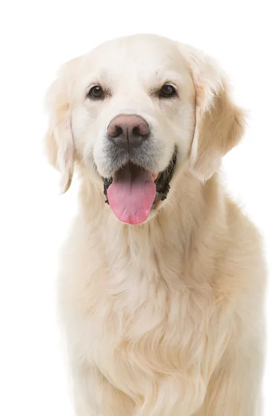 Gouden retriever hond zittend op geïsoleerde Wit — Stockfoto