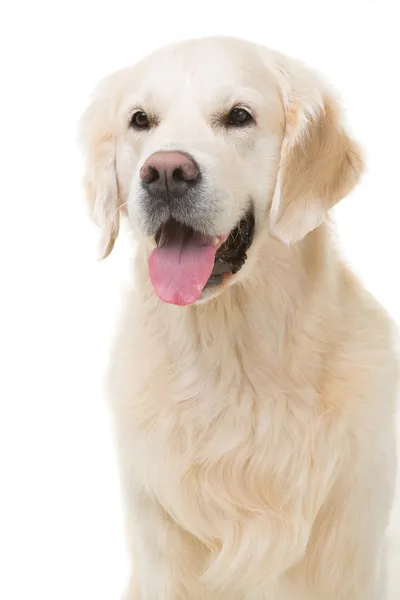 Gouden retriever hond zittend op geïsoleerde Wit — Stockfoto