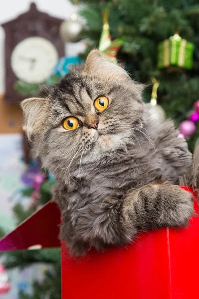 Noel ağacının altında kırmızı bir kutu içinde oturan Farsça kedi yavrusu — Stok fotoğraf