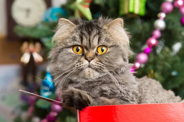 Noel ağacının altında kırmızı bir kutu içinde oturan Farsça kedi yavrusu — Stok fotoğraf