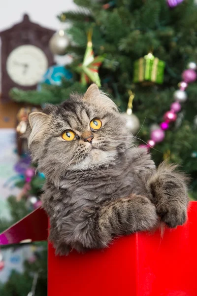 Gatinho persa sentado em caixa vermelha sob a árvore de Natal — Fotografia de Stock