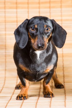 dachshund portresi