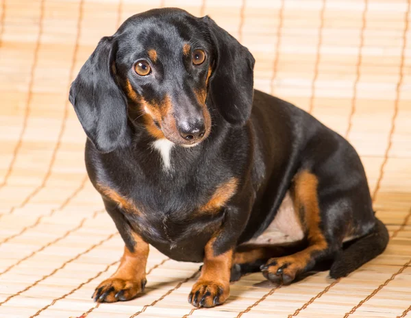 Portrait of dachshund — Stock Photo, Image