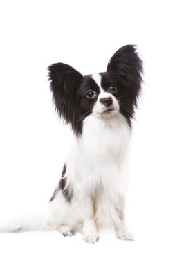 izole beyaz üzerinde oturan güzel papillon köpek