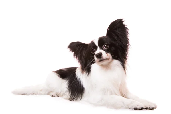 Vacker papillon hund liggande på isolerade vit — Stockfoto