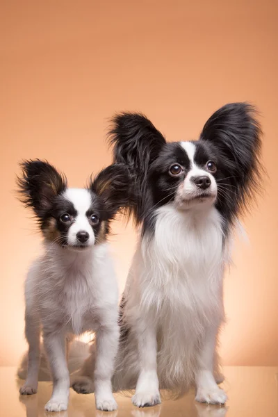 Dwa Brodawka psy na różowym tle — Zdjęcie stockowe