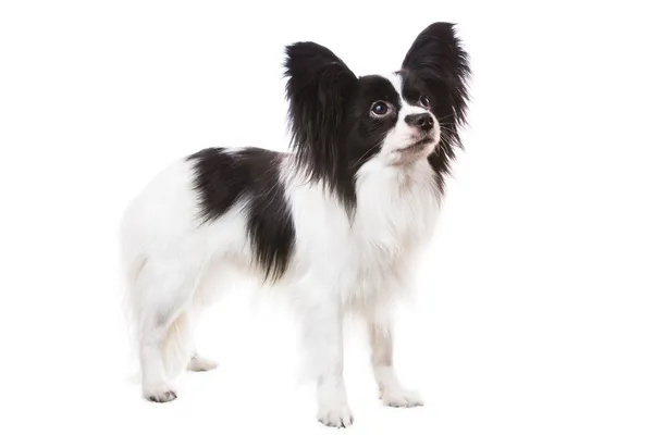 Vakker papillon-hund som står på isolert, hvitt – stockfoto