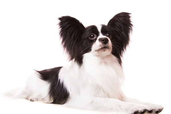 Beau chien papillon couché sur blanc isolé — Photo