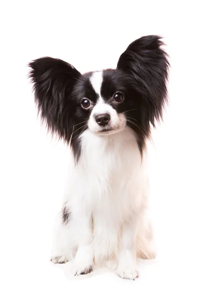 Hermoso perro de papillón sentado en blanco aislado — Foto de Stock