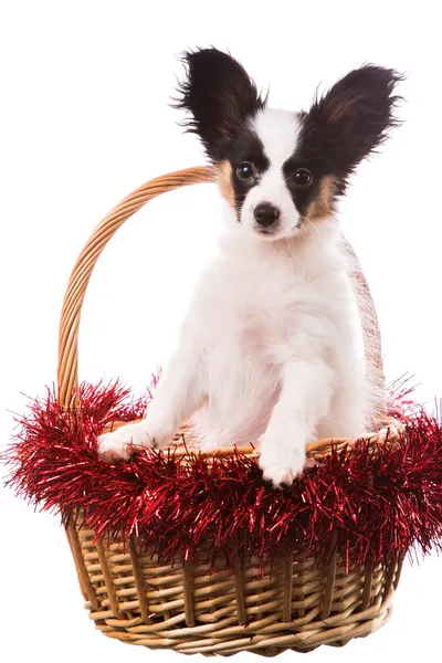 Cachorro de papillón sentado en la cesta de Navidad en blanco aislado — Foto de Stock