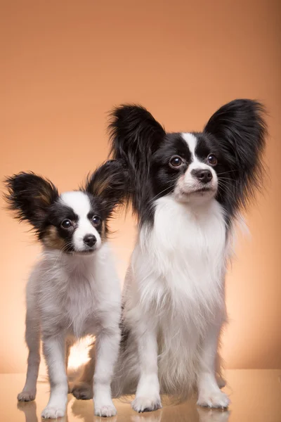 Dva papillon dogs na růžovém pozadí — Stock fotografie