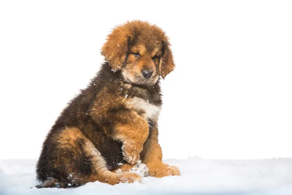 Маленький охранник - красный щенок тибетского мастифа — стоковое фото
