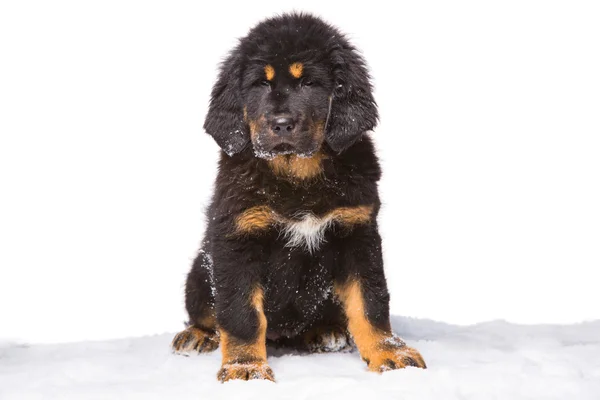 Black and red puppy of Tibetan mastiff — Stock Photo, Image