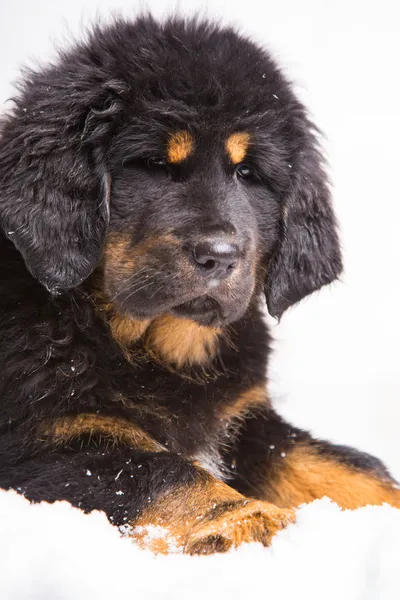 Tibet mastiff, siyah ve kırmızı köpek yavrusu — Stok fotoğraf
