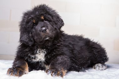  küçük güvenlik görevlisi - Tibet mastiff, siyah ve kırmızı köpek yavrusu