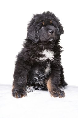  Tibet mastiff, küçük güvenlik görevlisi - siyah-beyaz köpek yavrusu