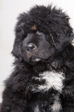 Tibet mastiff, siyah-beyaz köpek yavrusu