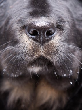 Siyah labrador retriever köpek sevimli burun