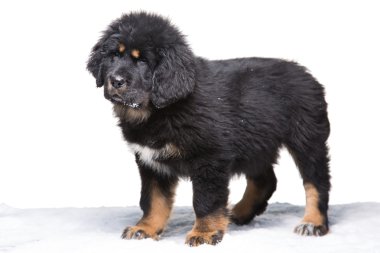 Tibet mastiff, küçük güvenlik görevlisi - siyah-beyaz köpek yavrusu