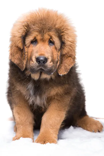 Pequeno guarda de segurança - cachorro vermelho de mastim tibetano — Fotografia de Stock